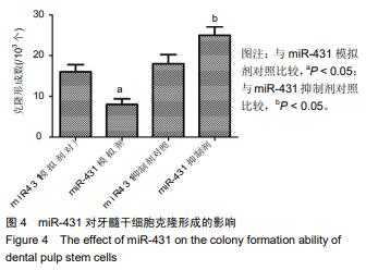 mir-431 对牙髓干细胞克隆形成的影响