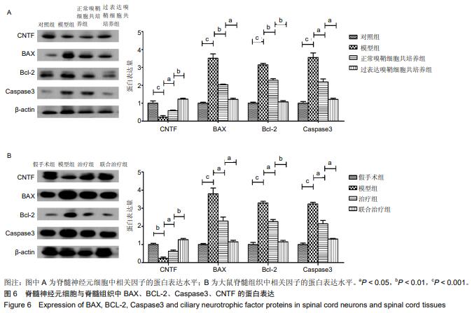 001,而细胞凋亡因子bax,bcl-2,caspa