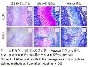 三种染色方法观察骨骺损伤后骨桥形成过程的组织形态学特征