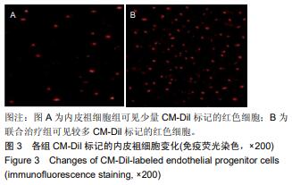 图3 各组 cm-dil 标记的内皮祖细胞变化(免疫荧光染色×200)结果