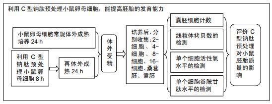 c型鈉肽預處理小鼠卵母細胞後的胚胎髮育能力